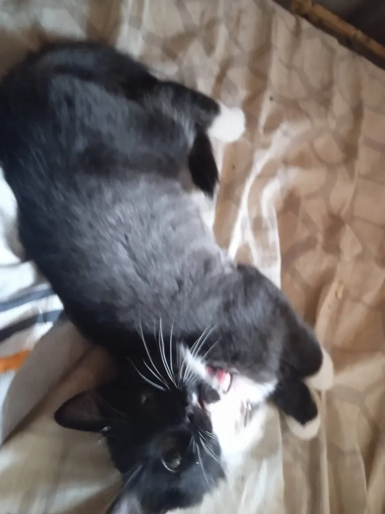 Помогите найти котятам дом!