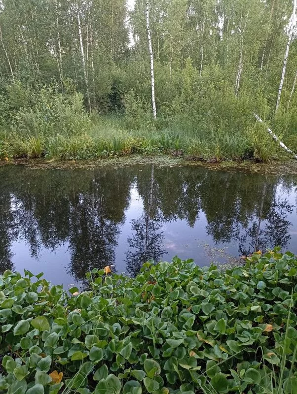 Фотонастроение