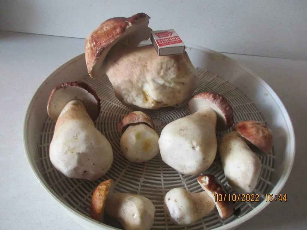 По грибы с лукошком