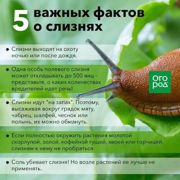 Домашняя инфографика