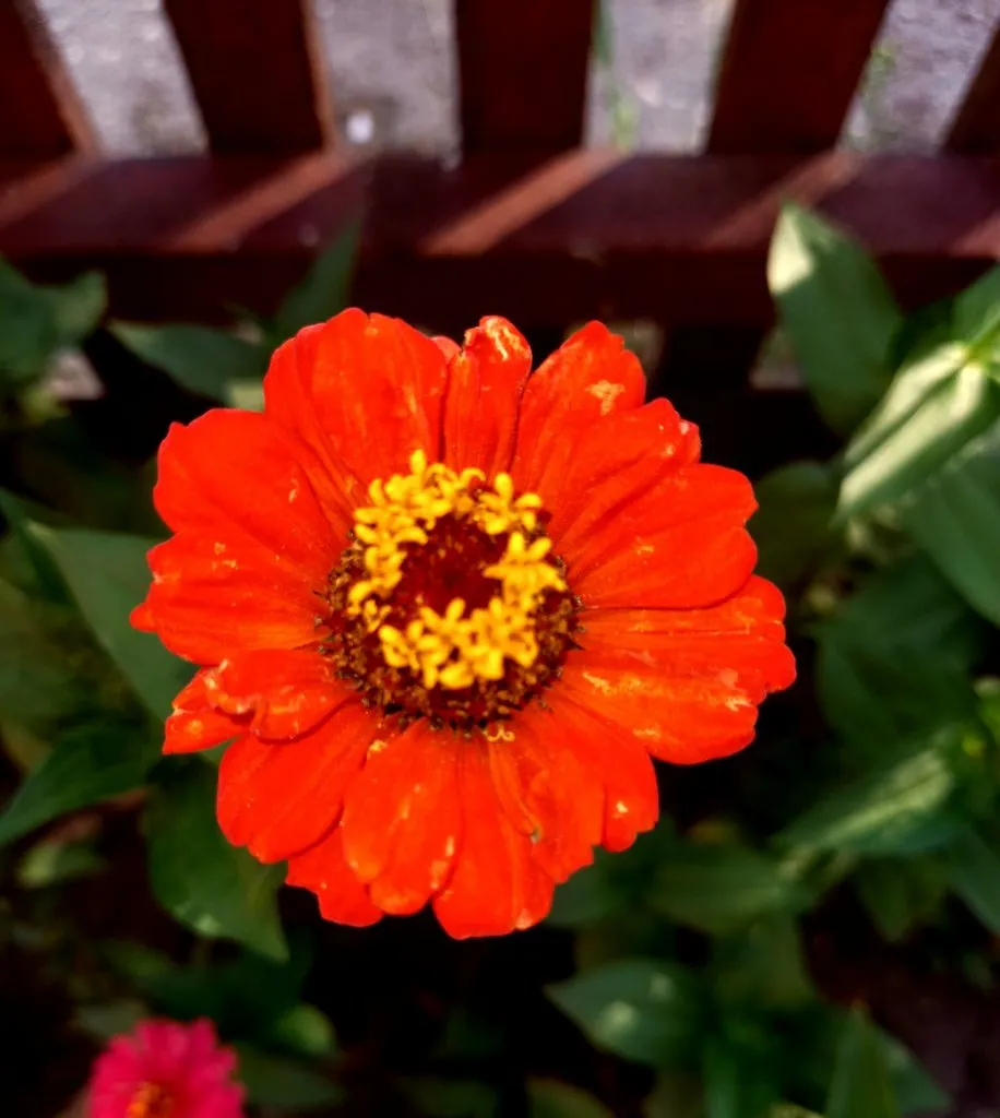 Чайная беседка