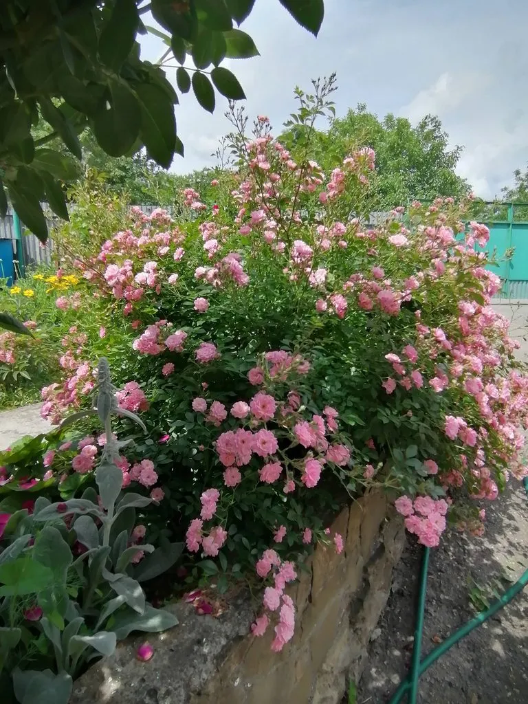 Чайная беседка