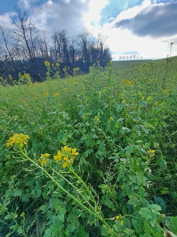 Чайная беседка