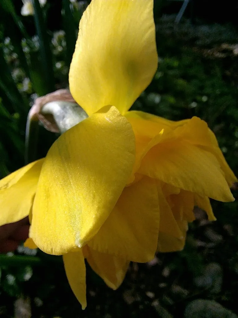 Чайная беседка