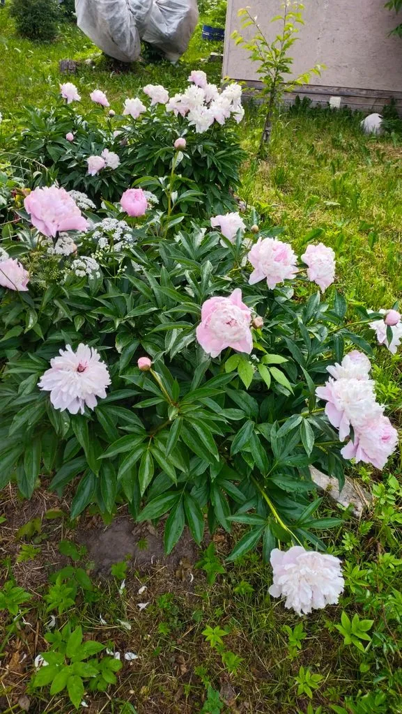 Чайная беседка