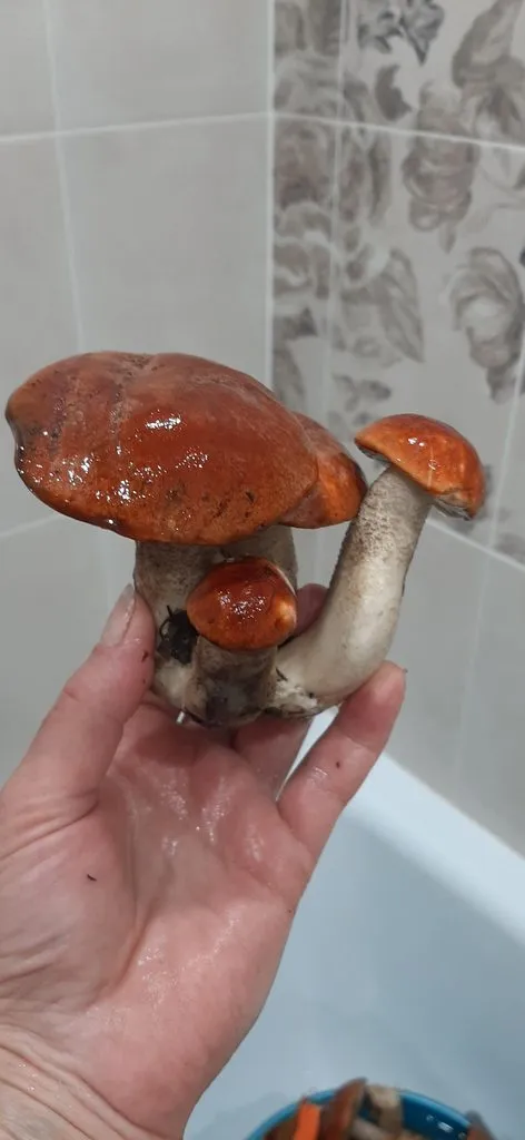 По грибы с лукошком