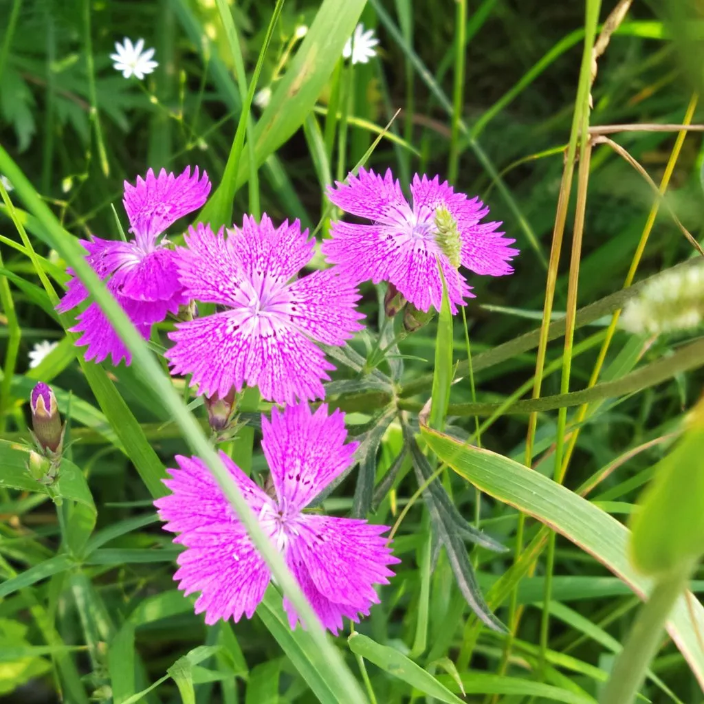 Чайная беседка