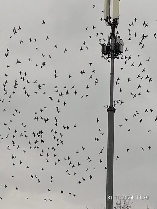 Чайная беседка