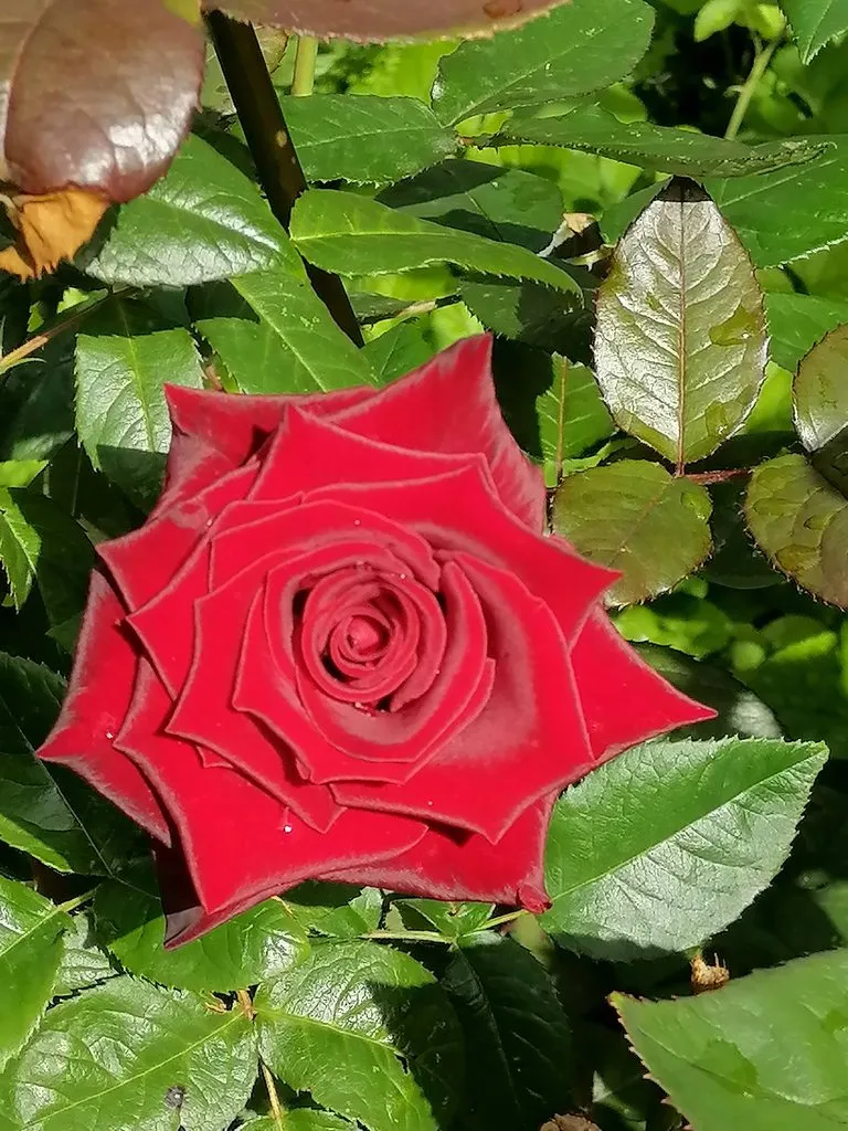 Чайная беседка