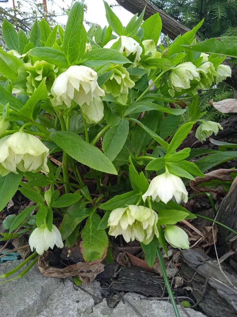 Чайная беседка