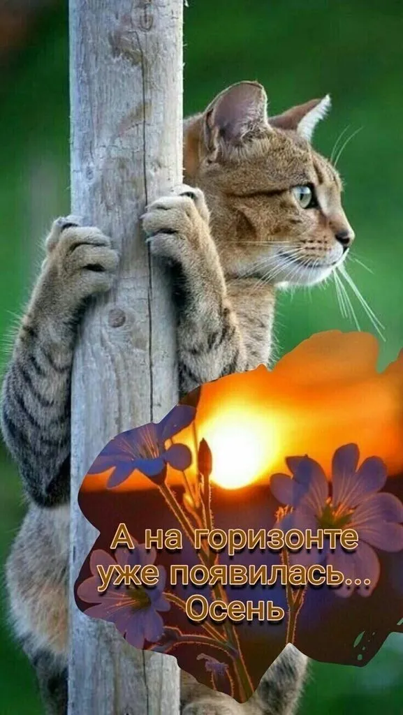 Кафе «У пани Сони»