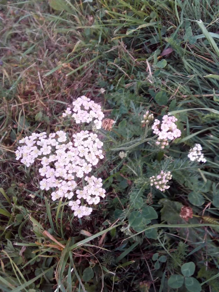 Чайная беседка