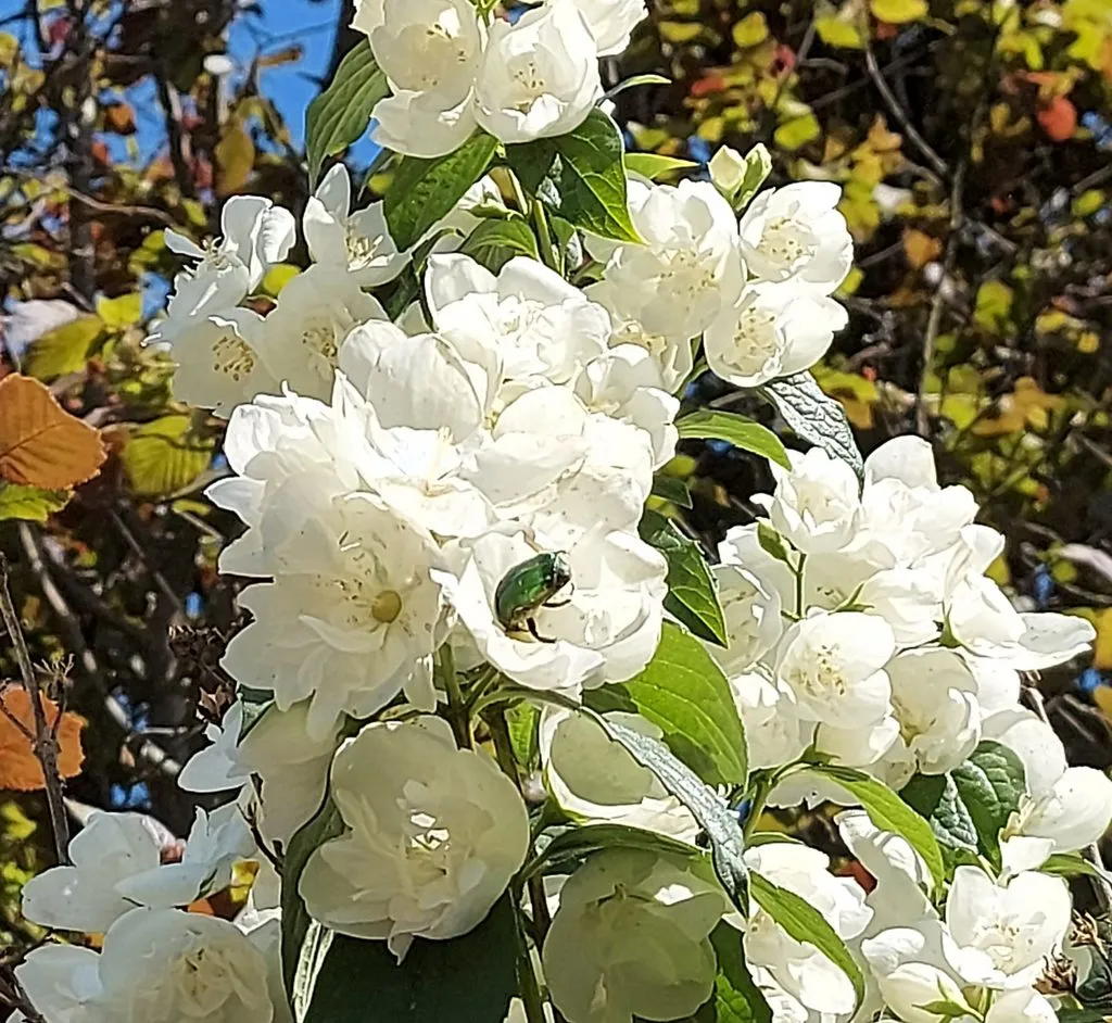 Чайная беседка