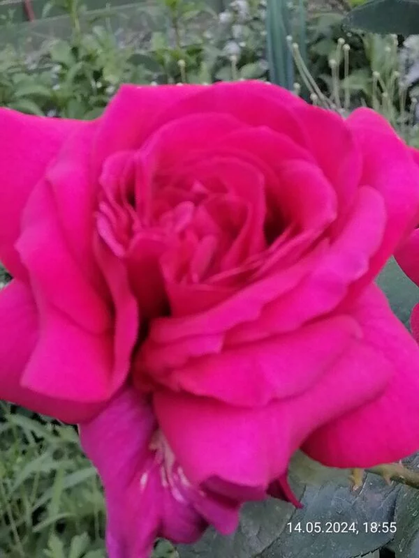 Чайная беседка