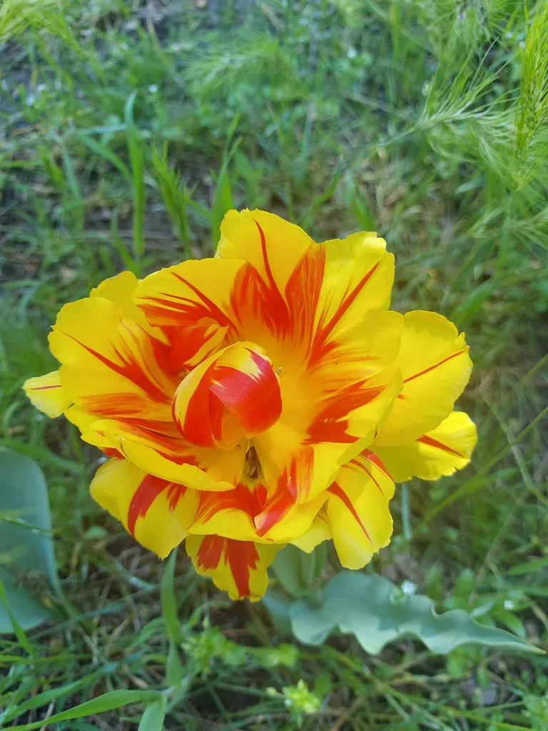 Чайная беседка