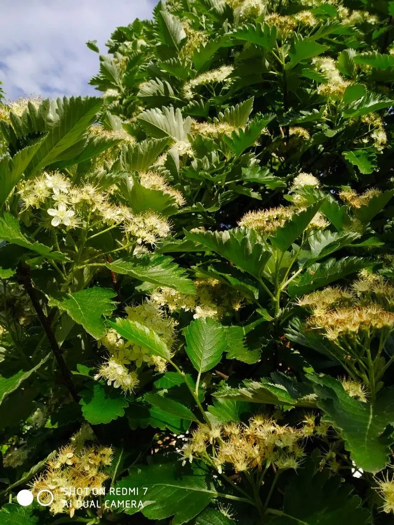 Чайная беседка