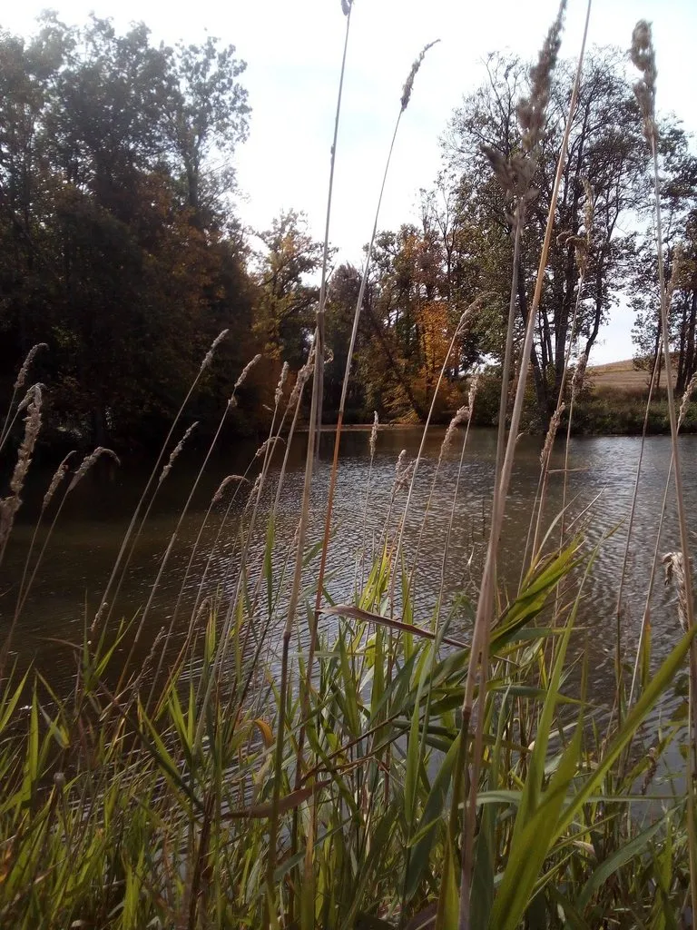 Чайная беседка