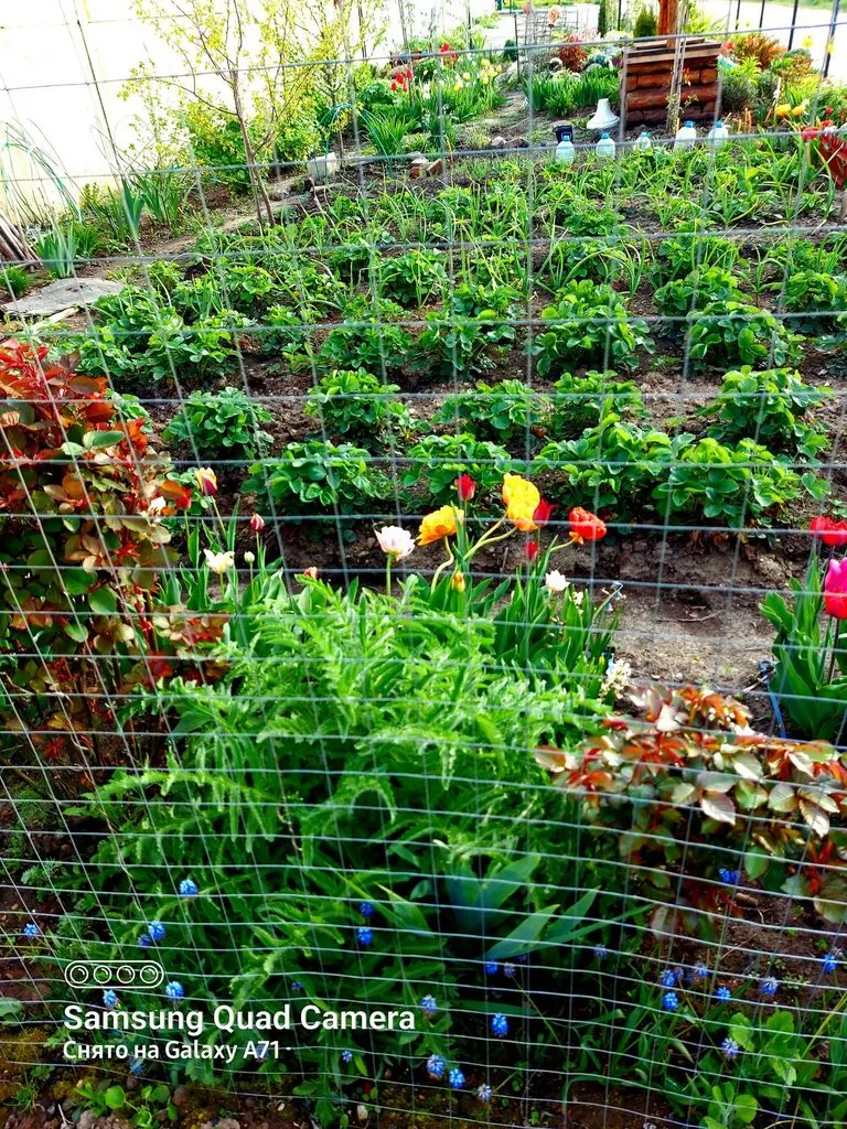 Чайная беседка