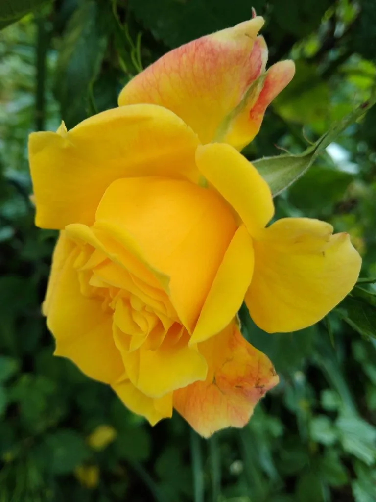 Чайная беседка