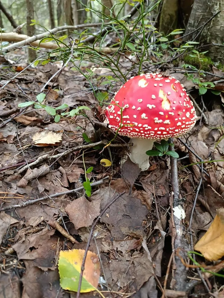 Чайная беседка