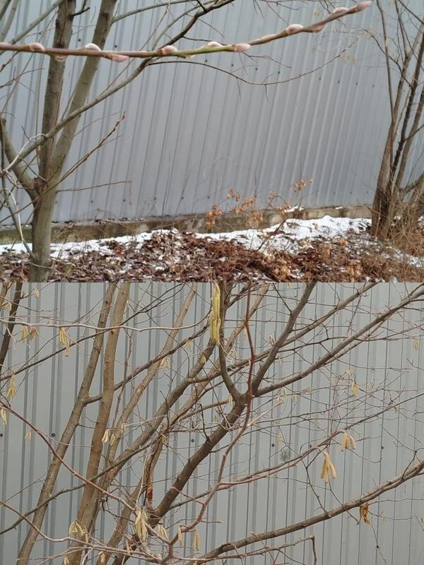 Чайная беседка