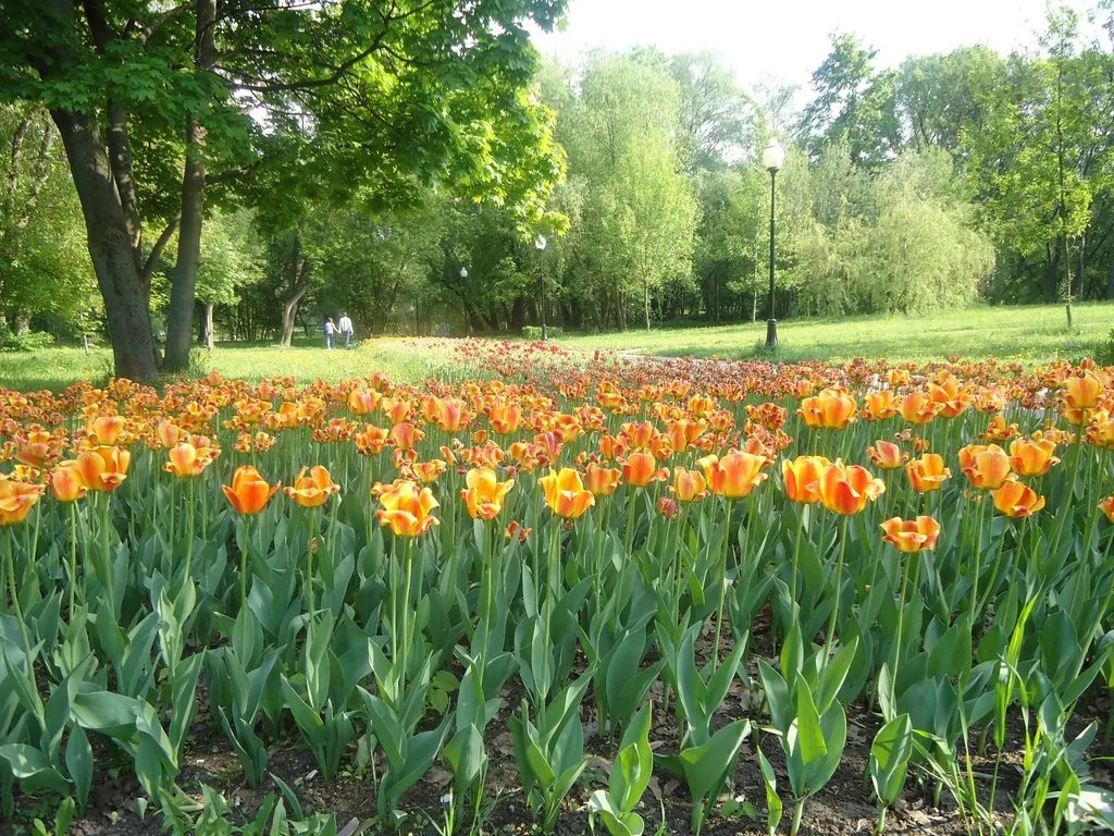 Флора