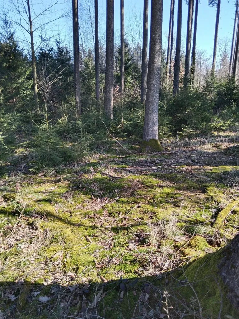 Чайная беседка