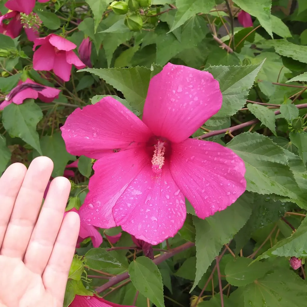 Чайная беседка