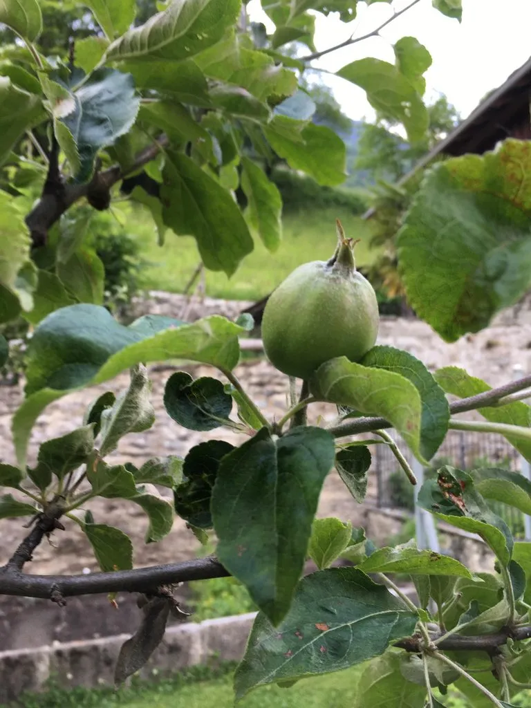 Чайная беседка