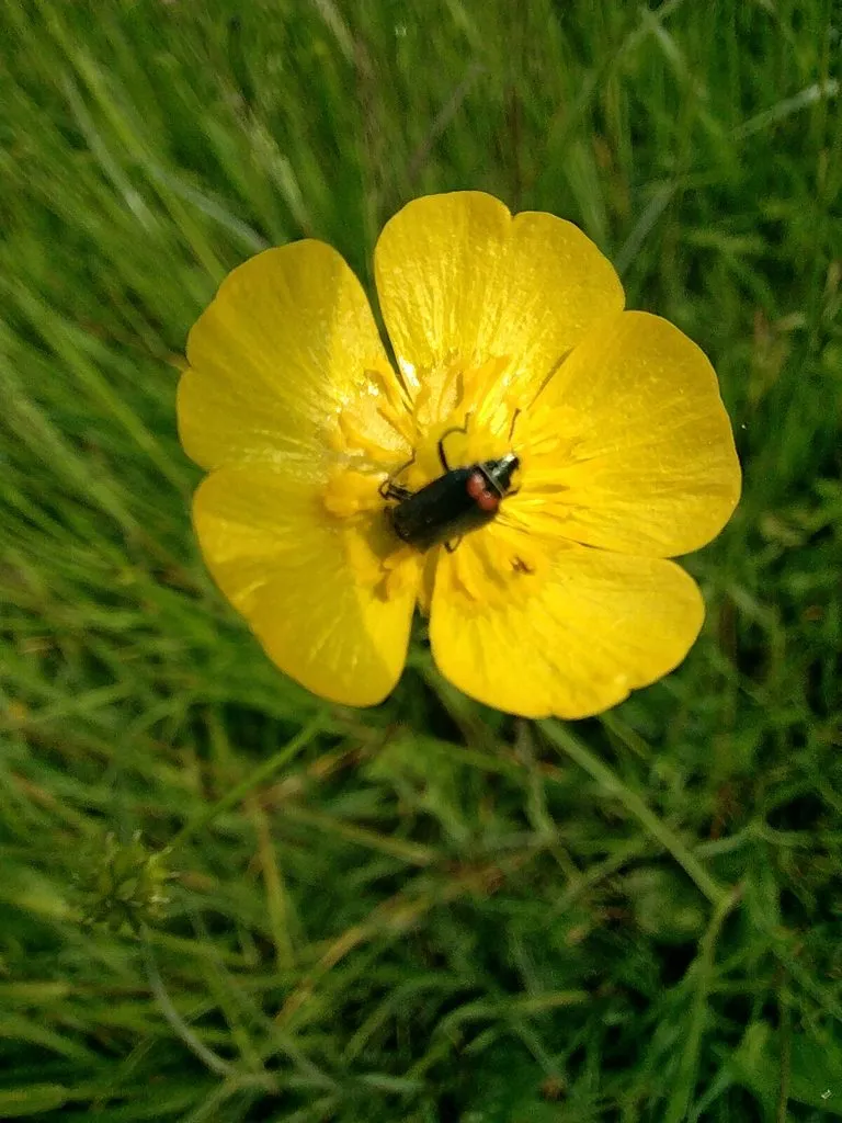 Чайная беседка