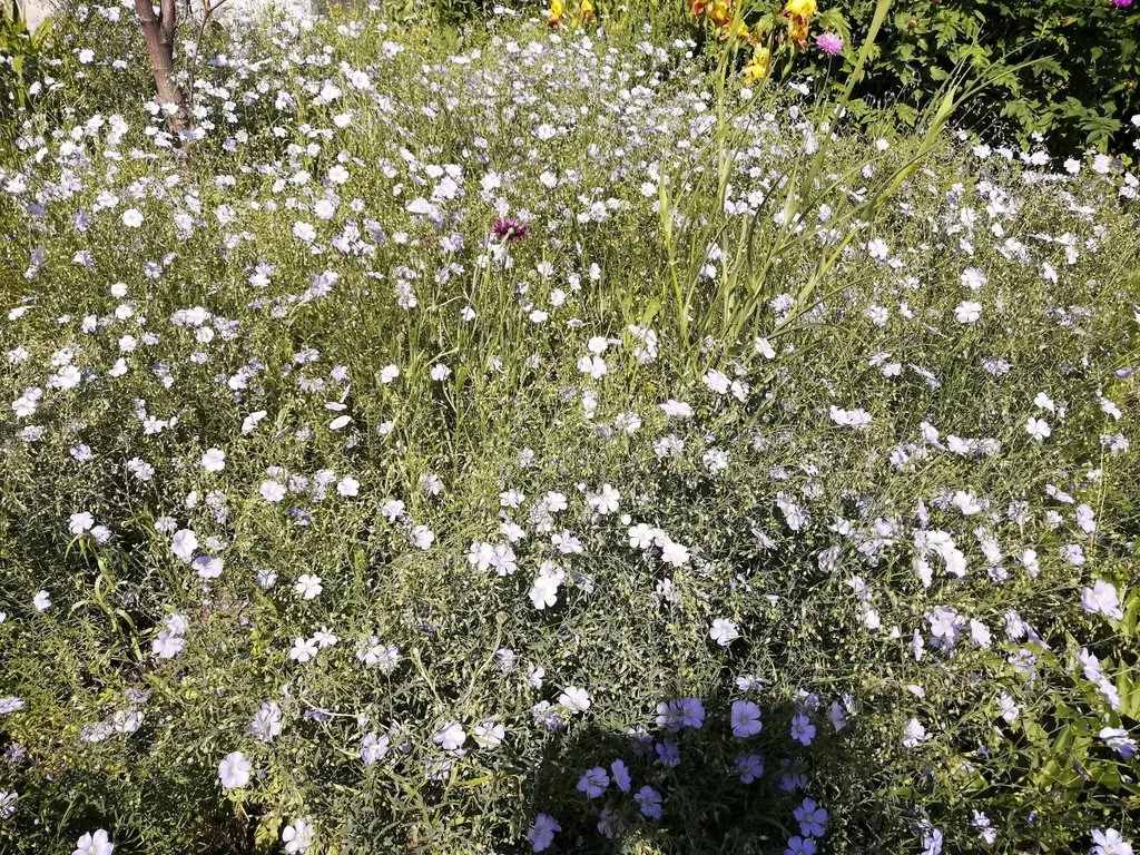 Чайная беседка