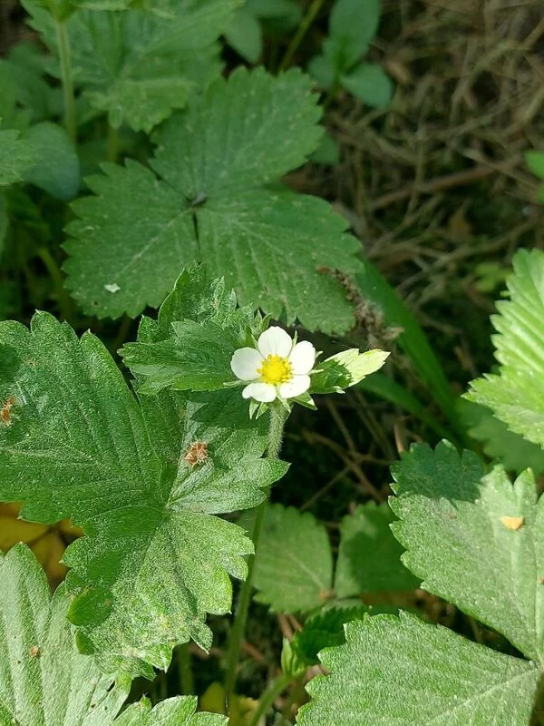 Чайная беседка