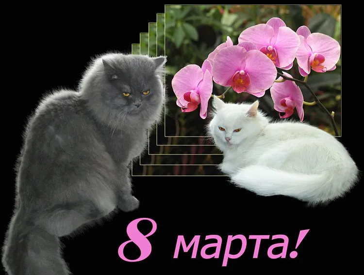 Tapтaлeтки & Ко