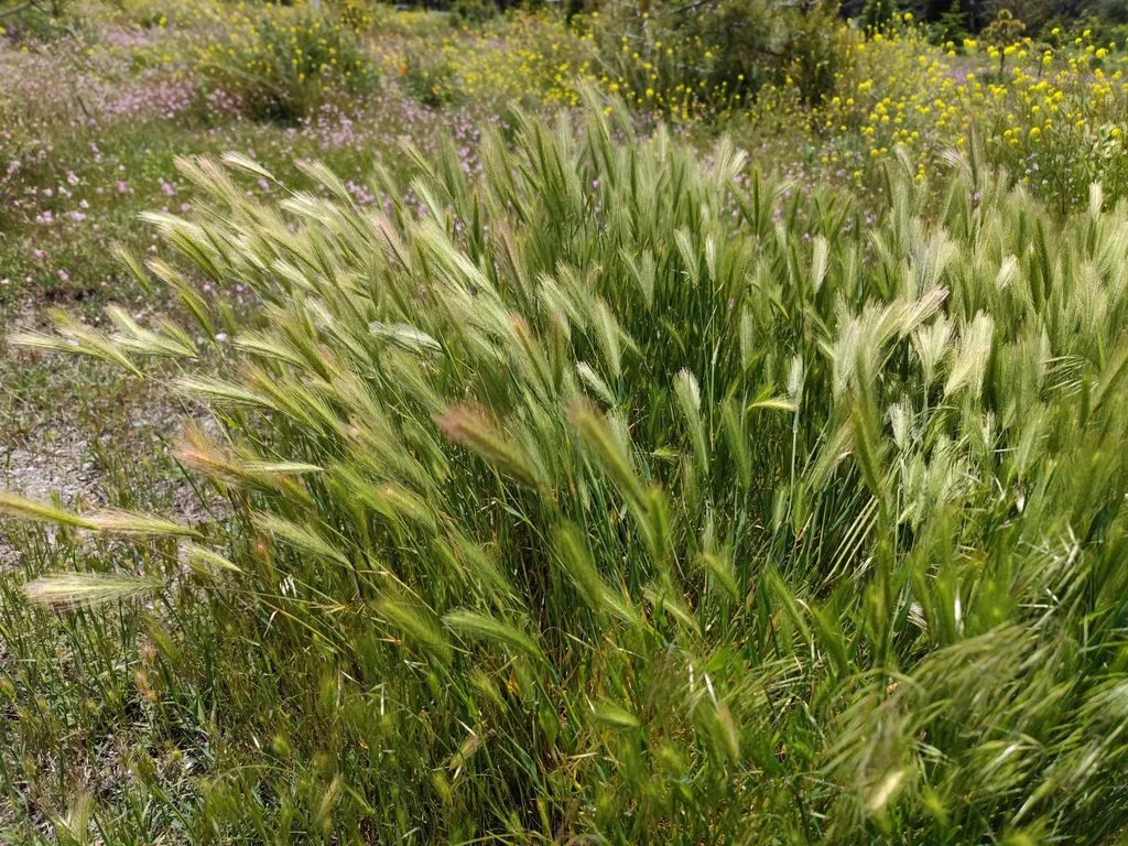 Флора