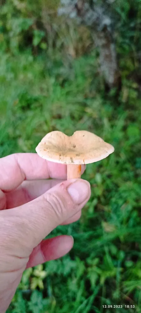 По грибы с лукошком
