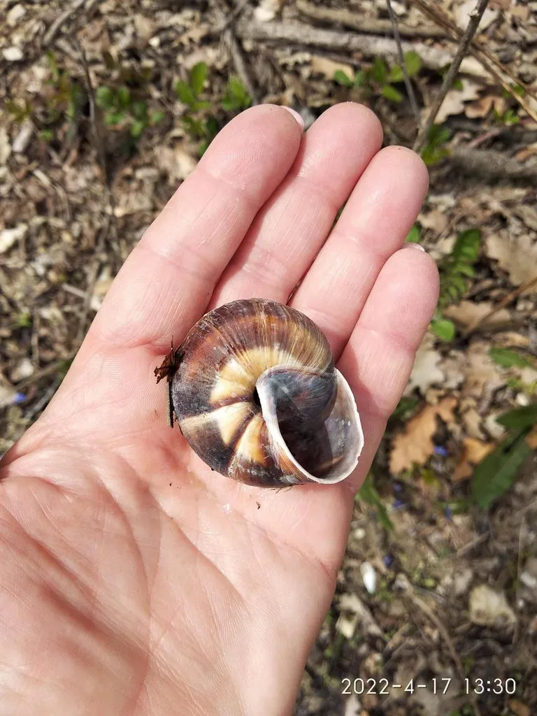 Чайная беседка