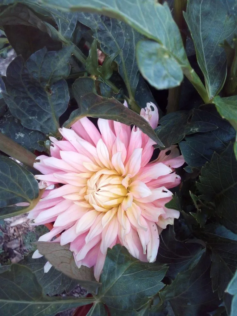 Чайная беседка