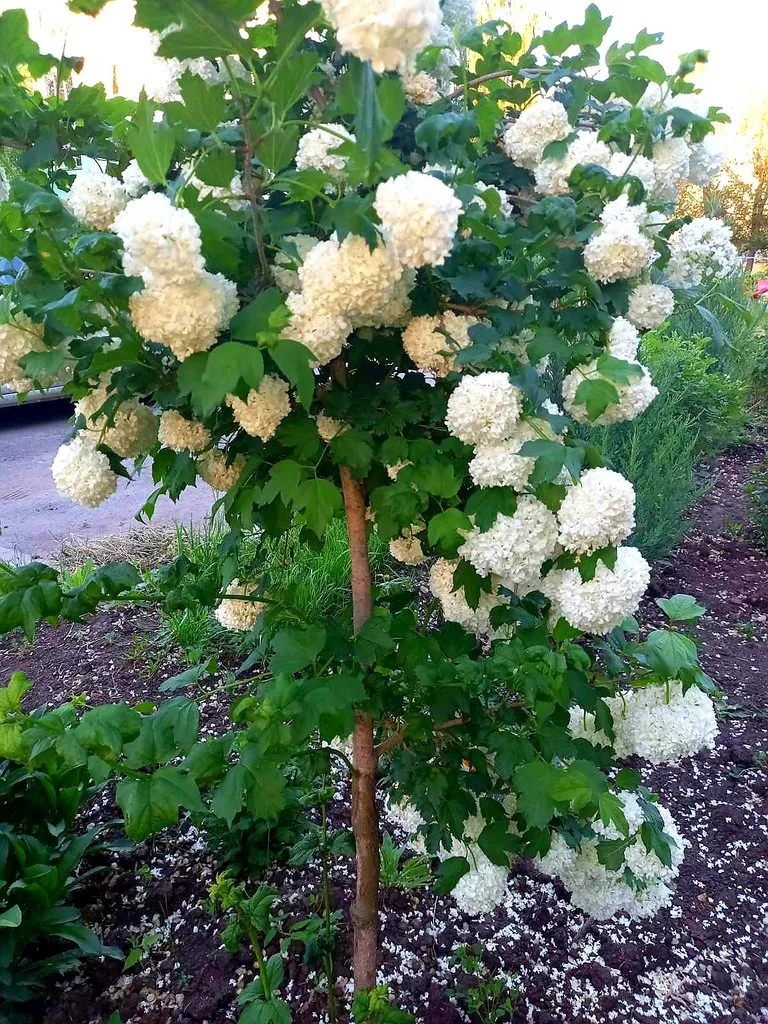 Чайная беседка