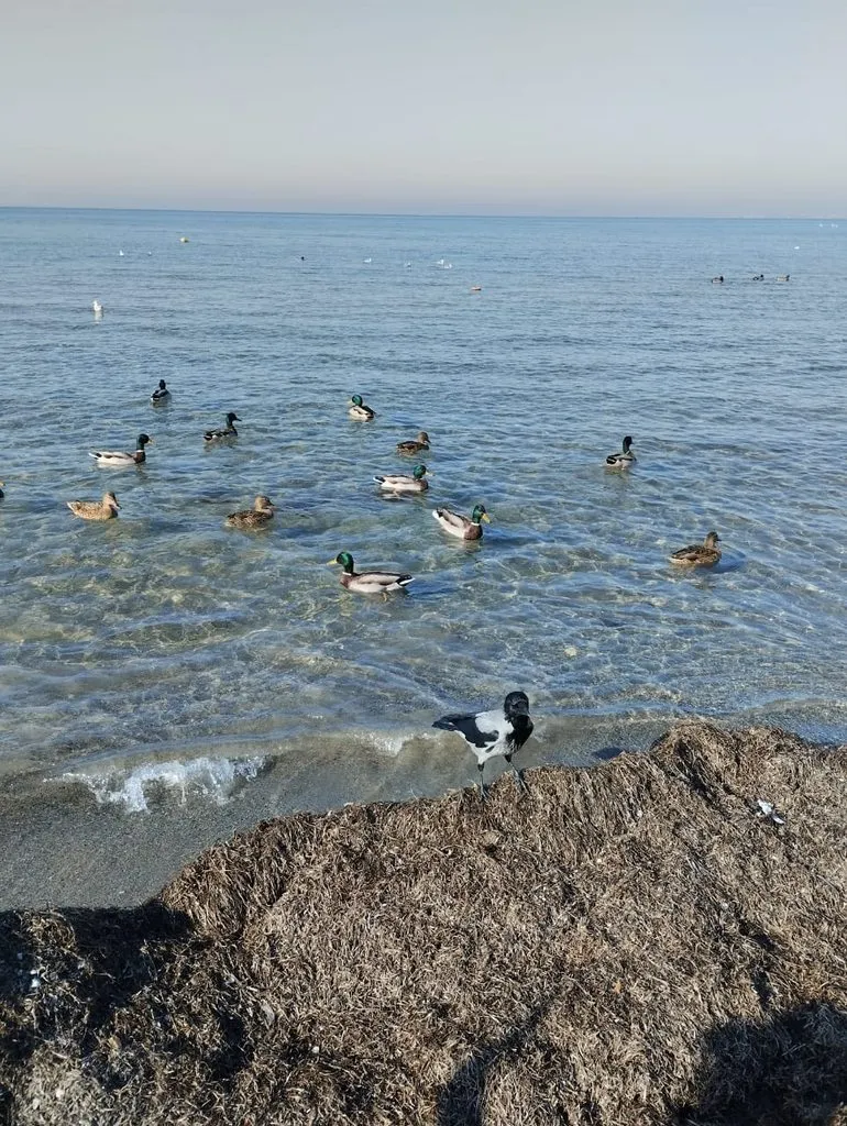 Чайная беседка