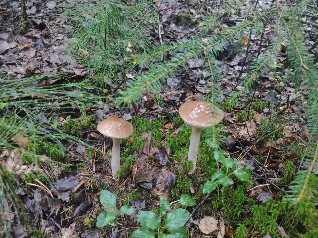 По грибы с лукошком