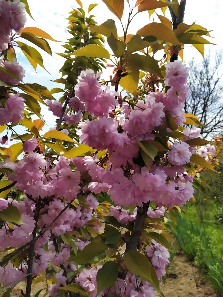 Чайная беседка