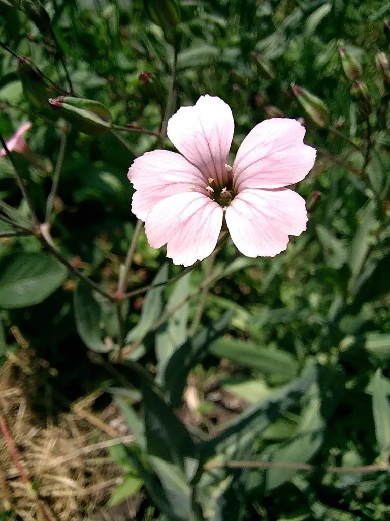 Флора