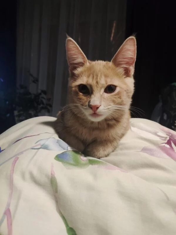 Чайная беседка