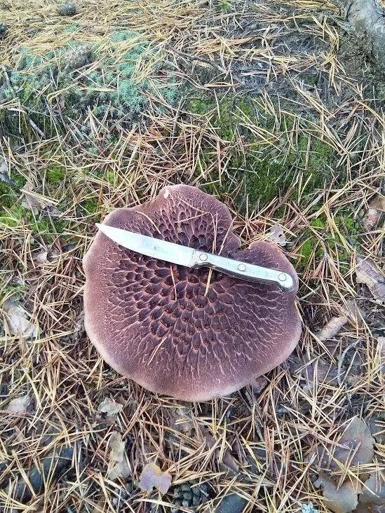 Чайная беседка