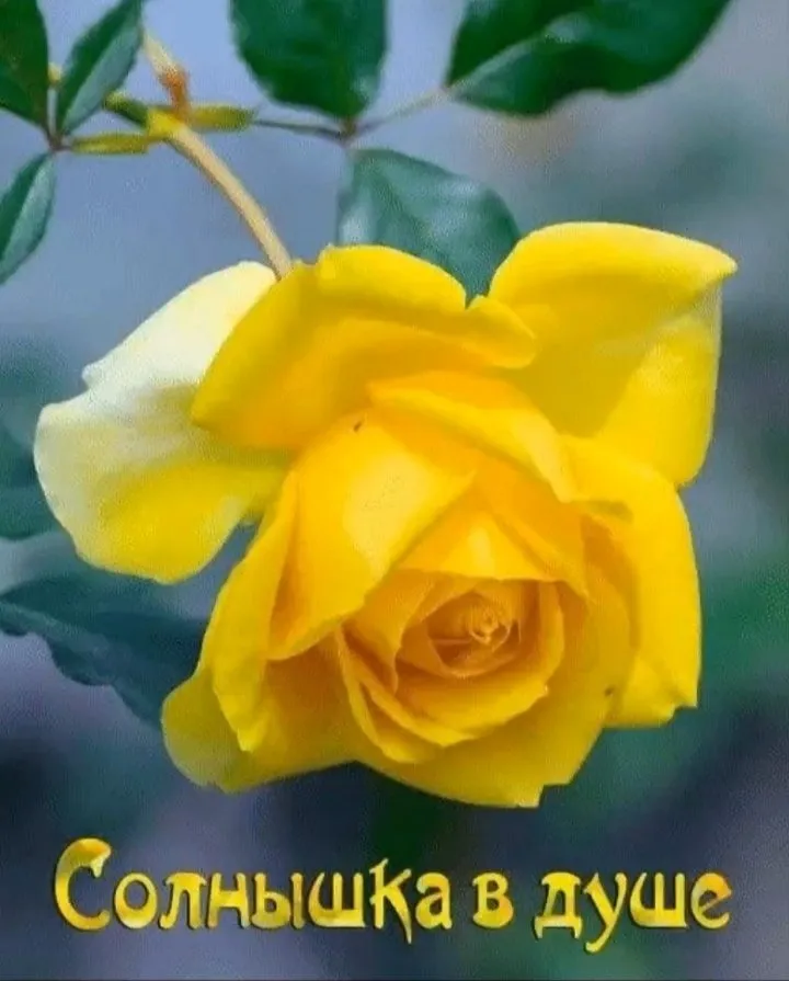 Кафе «У пани Сони»