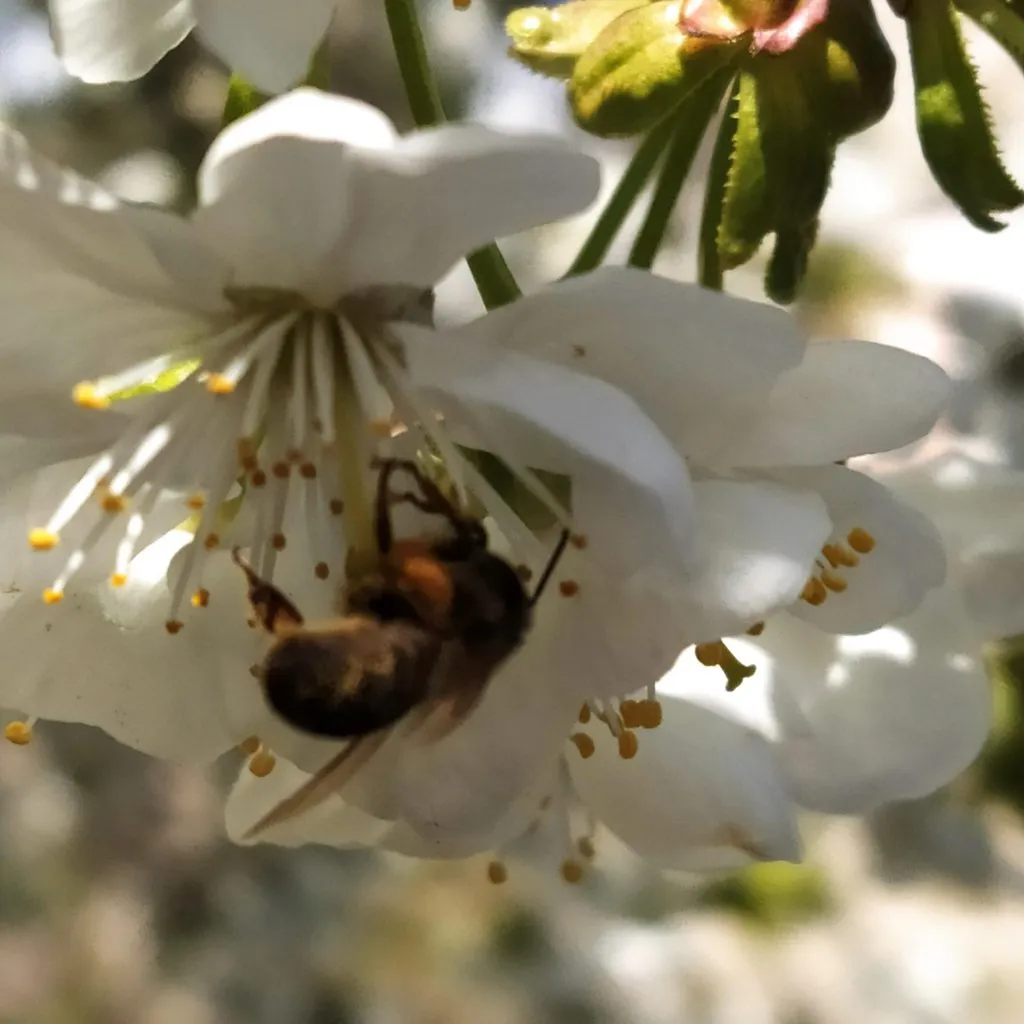 Чайная беседка