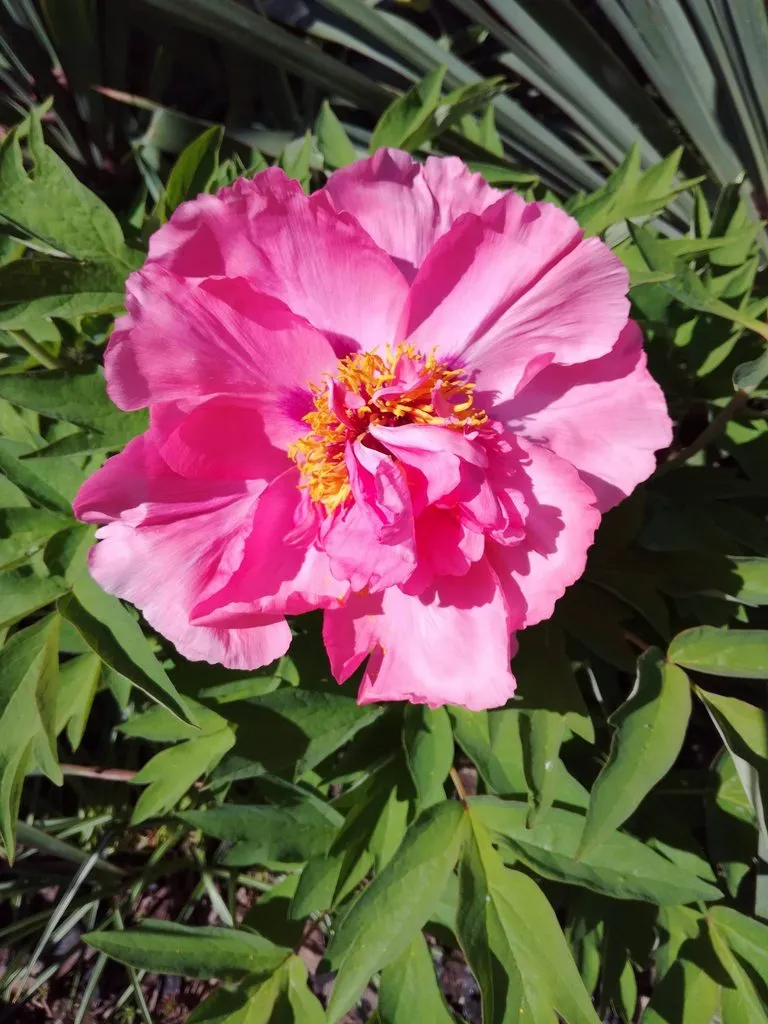 Чайная беседка