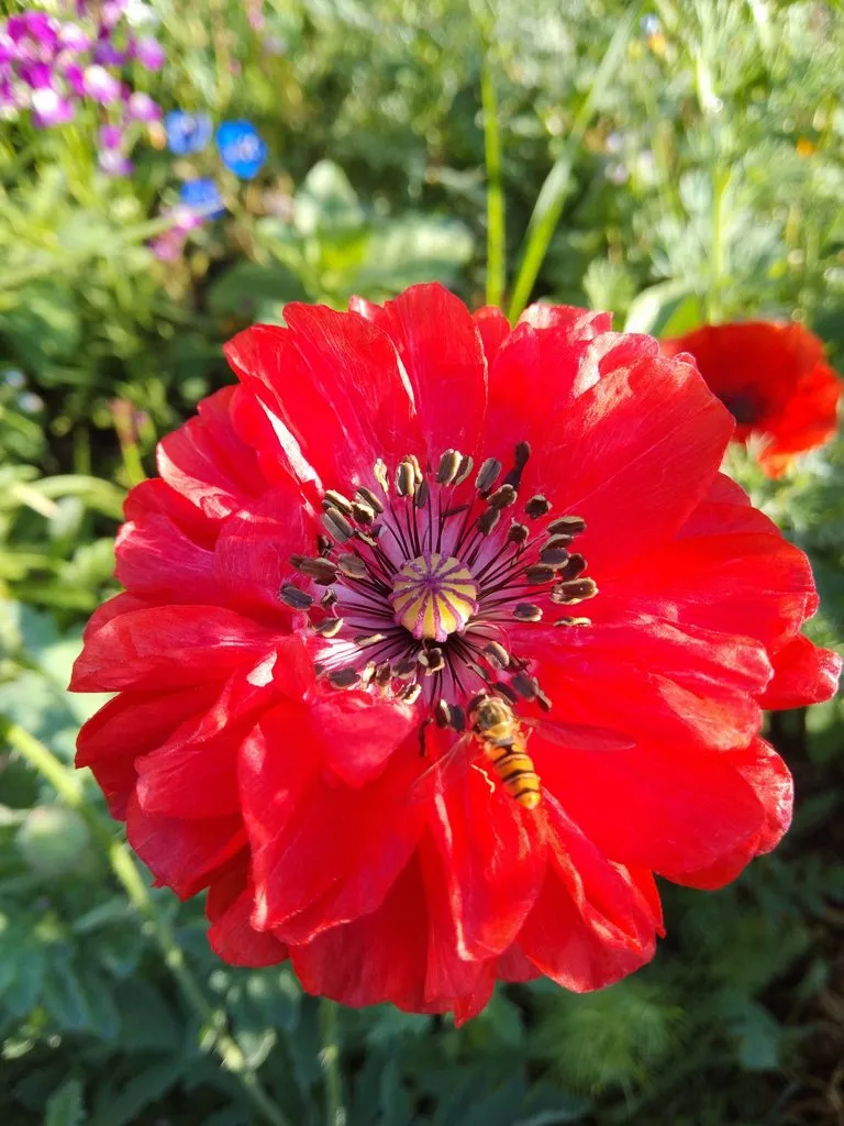 Чайная беседка