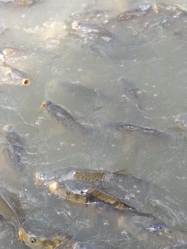 Чайная беседка