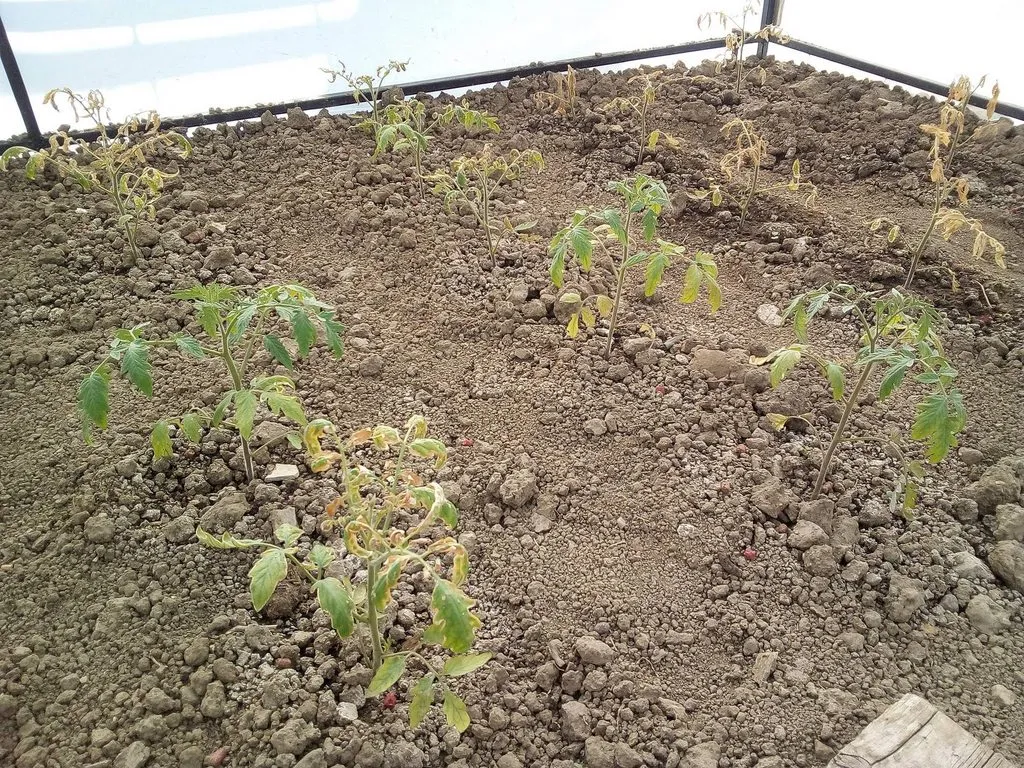 Пора выращивать рассаду